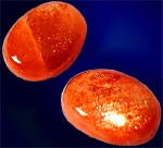 Sun Star(Cabochon)